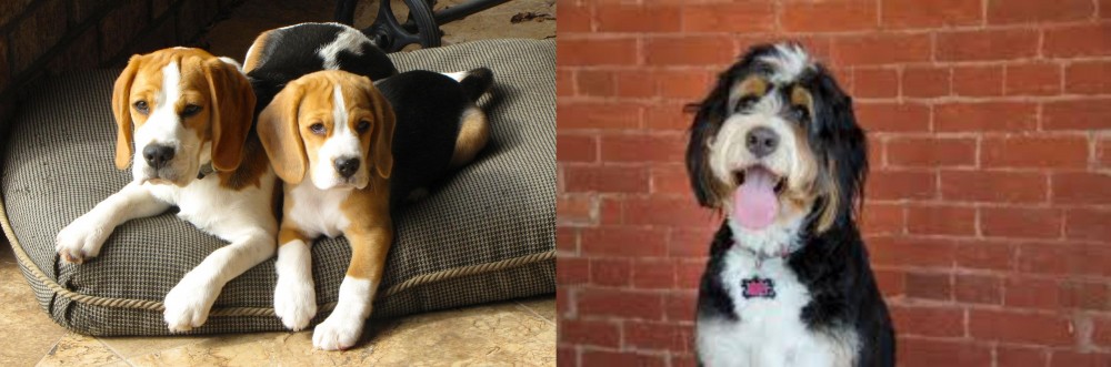 Bernedoodle vs Beagle - Breed Comparison