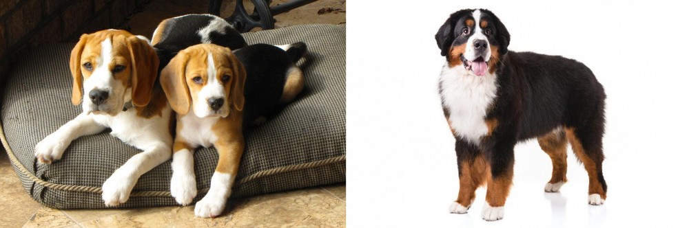 Bernese Mountain Dog vs Beagle - Breed Comparison
