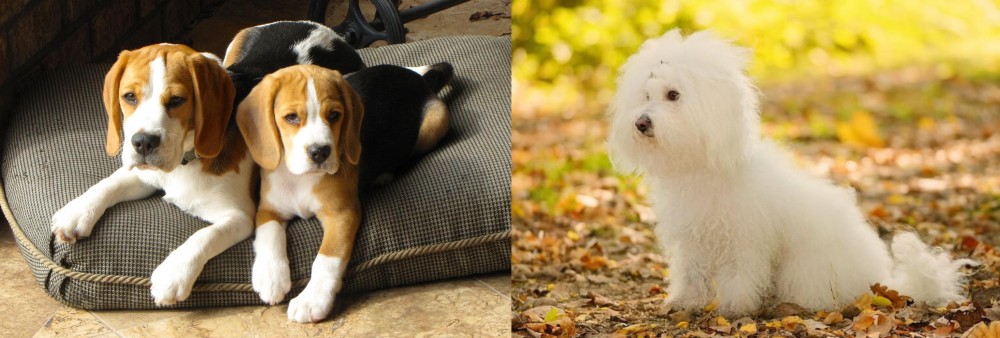 Bichon Bolognese vs Beagle - Breed Comparison