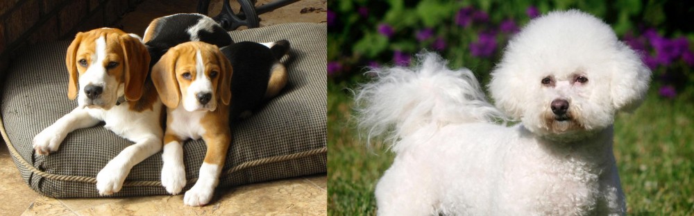 Bichon Frise vs Beagle - Breed Comparison