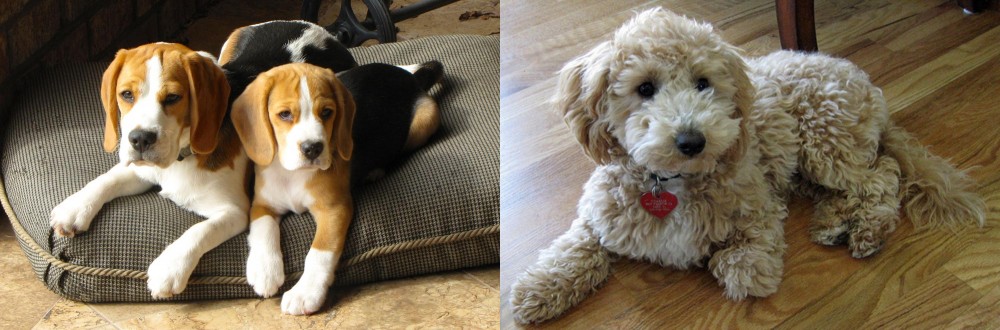 Bichonpoo vs Beagle - Breed Comparison