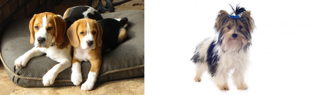 Biewer vs Beagle - Breed Comparison