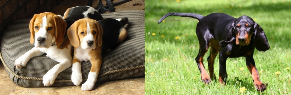 Black and Tan Coonhound vs Beagle - Breed Comparison