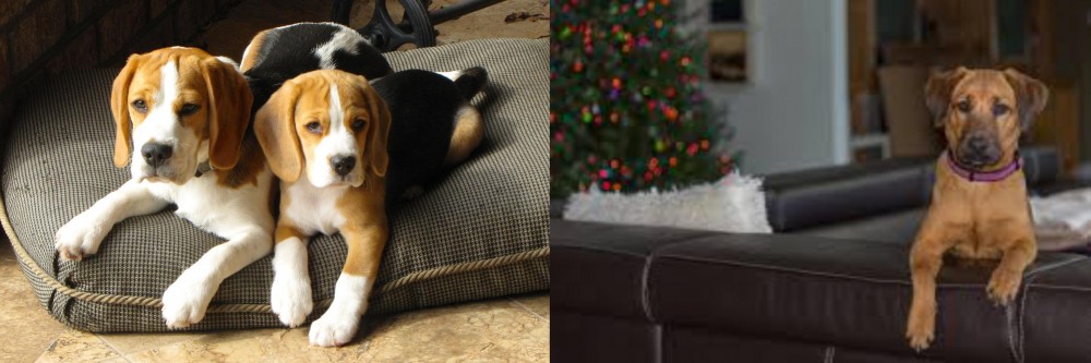 Black Mouth Cur vs Beagle - Breed Comparison