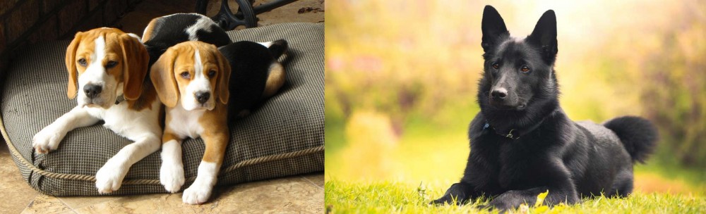 Black Norwegian Elkhound vs Beagle - Breed Comparison