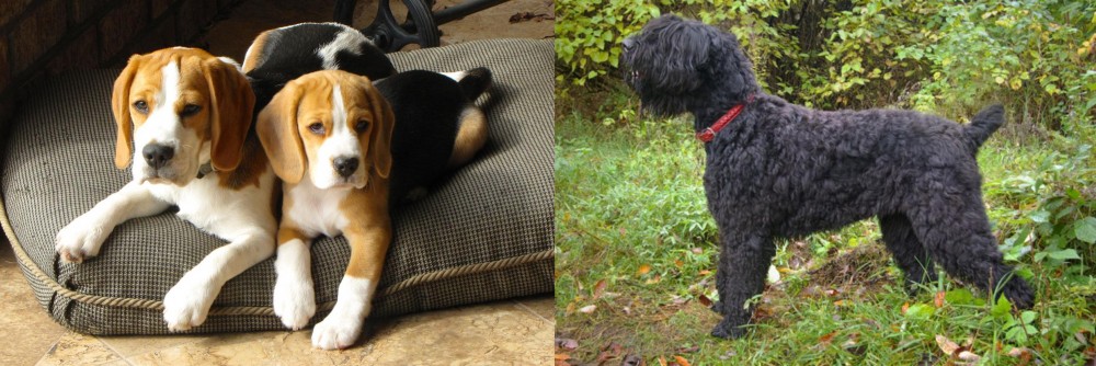 Black Russian Terrier vs Beagle - Breed Comparison