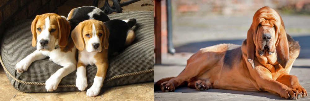 Bloodhound vs Beagle - Breed Comparison