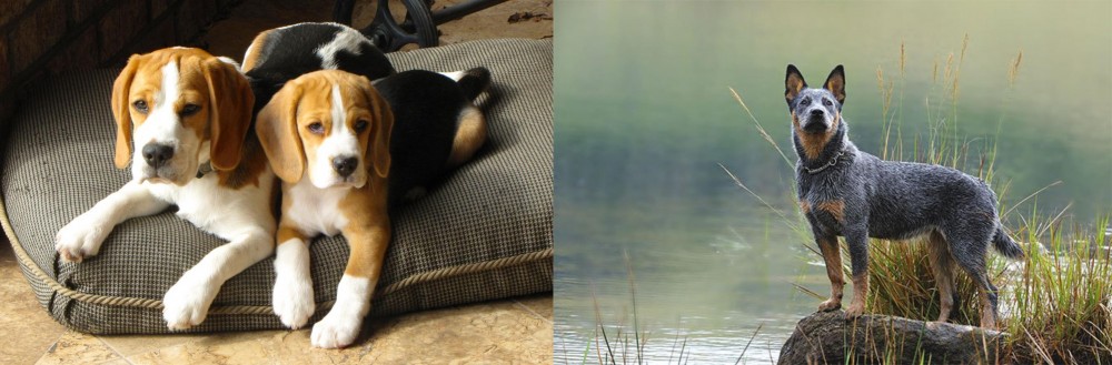 Blue Healer vs Beagle - Breed Comparison