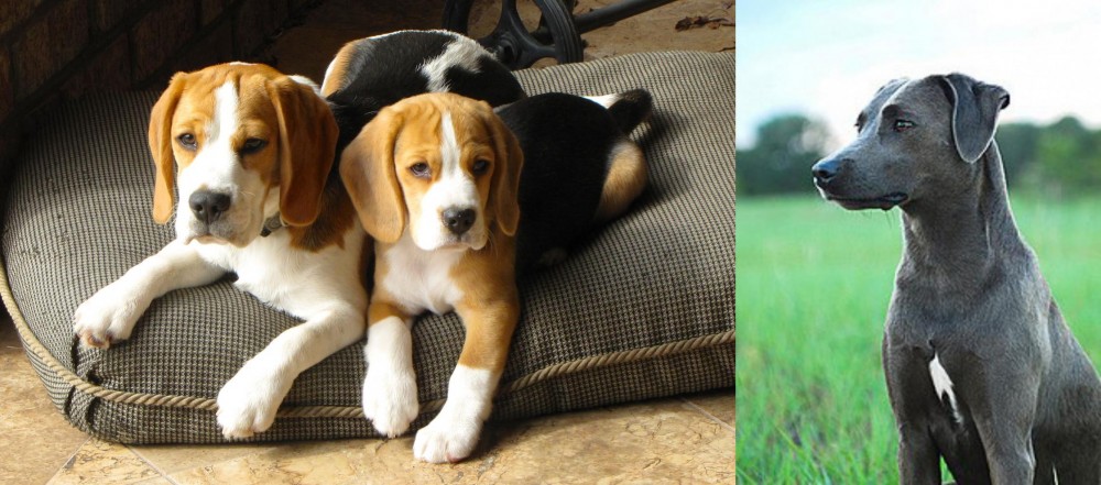 Blue Lacy vs Beagle - Breed Comparison