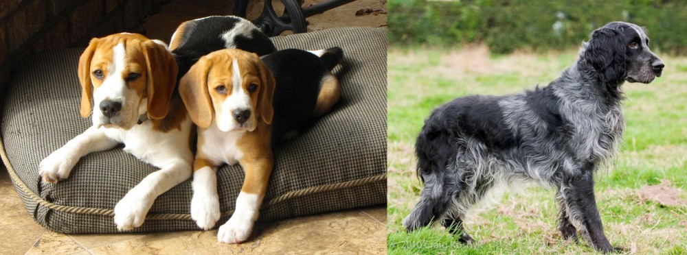 Blue Picardy Spaniel vs Beagle - Breed Comparison