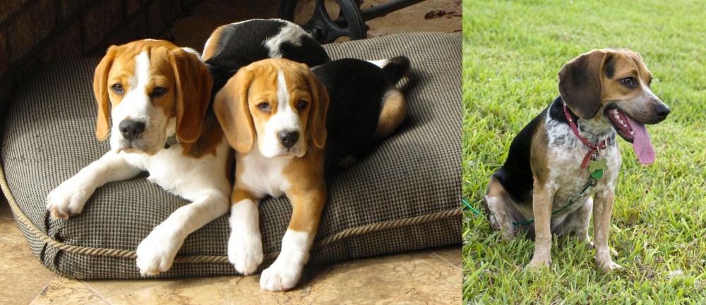 Bluetick Beagle vs Beagle - Breed Comparison