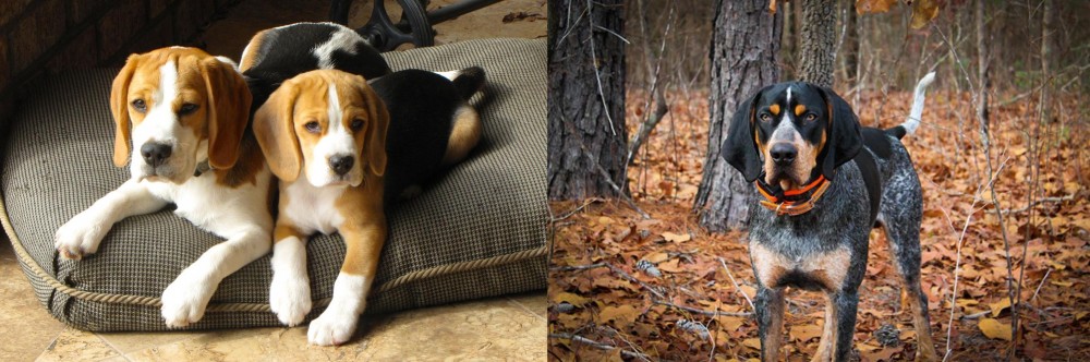 Bluetick Coonhound vs Beagle - Breed Comparison