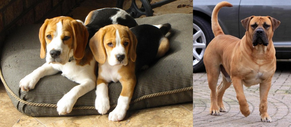 Boerboel vs Beagle - Breed Comparison