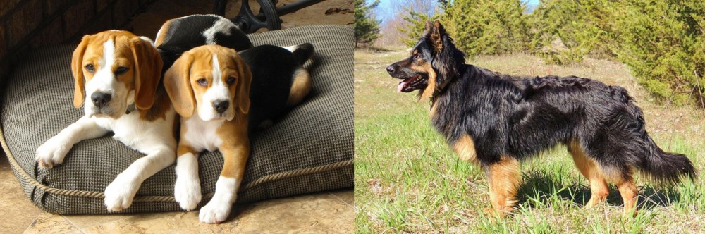 Bohemian Shepherd vs Beagle - Breed Comparison