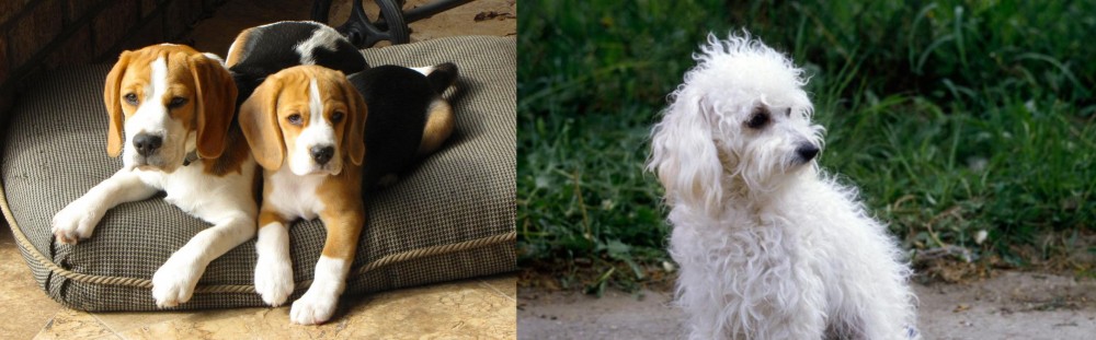 Bolognese vs Beagle - Breed Comparison