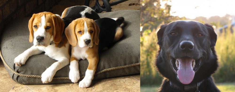 Borador vs Beagle - Breed Comparison