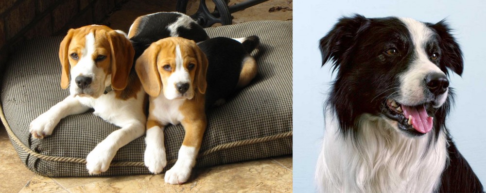 Border Collie vs Beagle - Breed Comparison