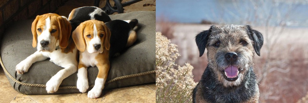 Border Terrier vs Beagle - Breed Comparison