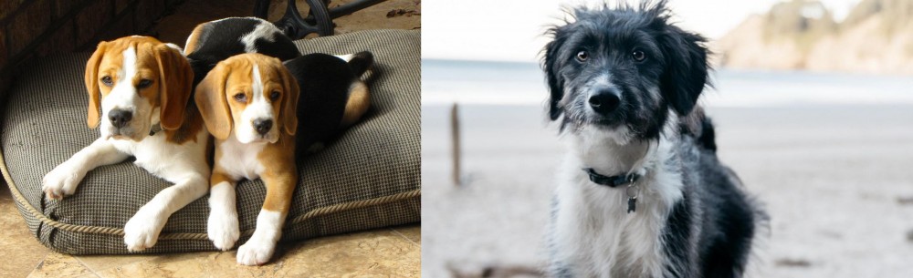 Bordoodle vs Beagle - Breed Comparison