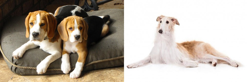 Borzoi vs Beagle - Breed Comparison