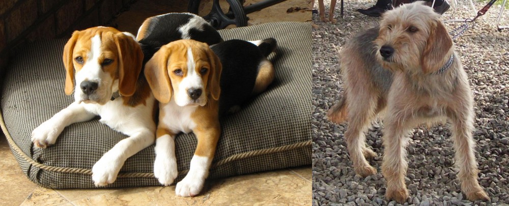 Bosnian Coarse-Haired Hound vs Beagle - Breed Comparison