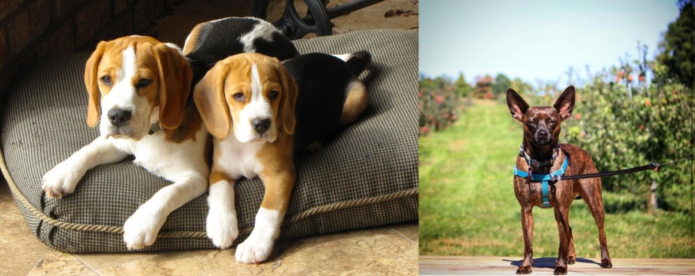 Bospin vs Beagle - Breed Comparison