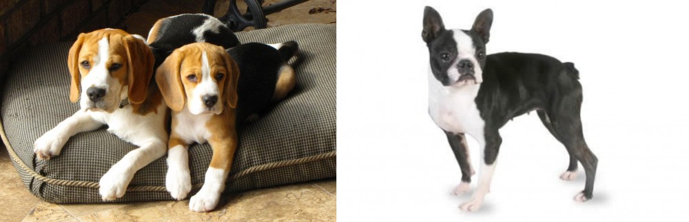 Boston Terrier vs Beagle - Breed Comparison