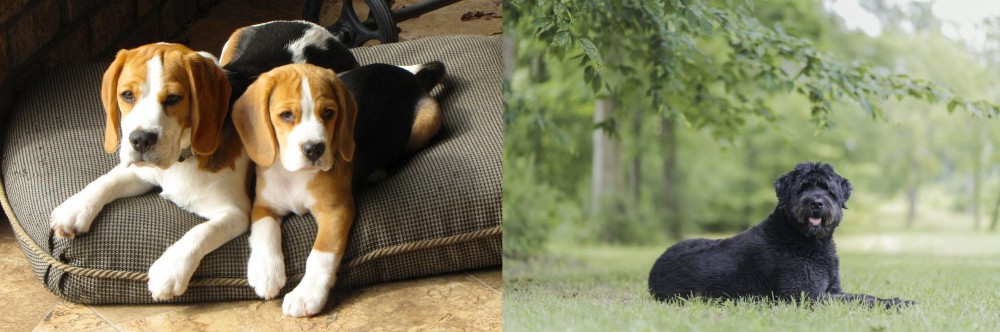 Bouvier des Flandres vs Beagle - Breed Comparison