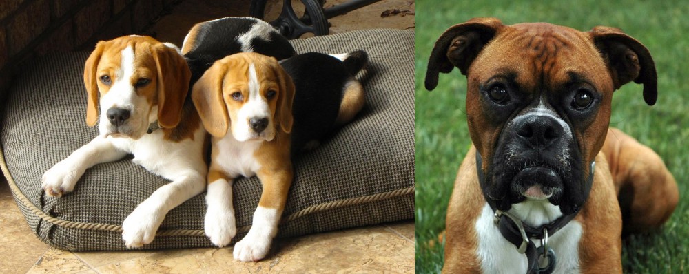 Boxer vs Beagle - Breed Comparison