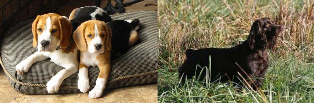 Boykin Spaniel vs Beagle - Breed Comparison