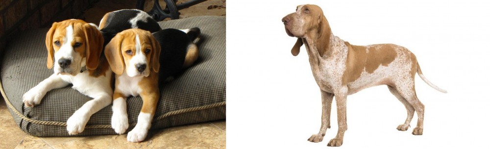 Bracco Italiano vs Beagle - Breed Comparison