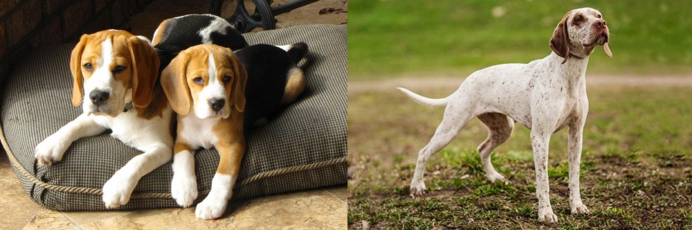 Braque du Bourbonnais vs Beagle - Breed Comparison