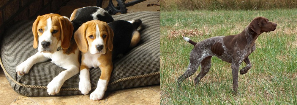 Braque Francais vs Beagle - Breed Comparison
