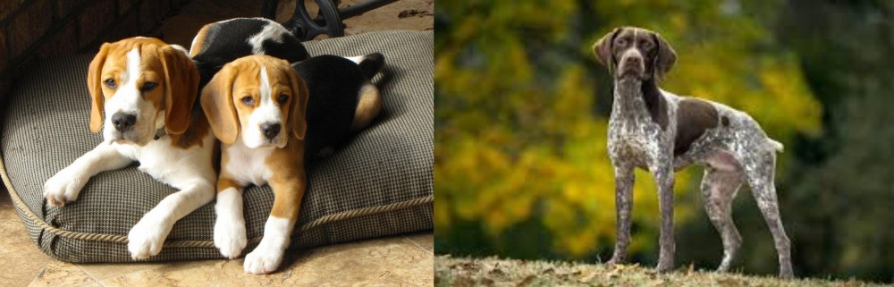 Braque Francais (Gascogne Type) vs Beagle - Breed Comparison