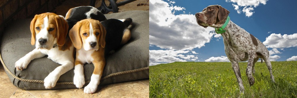 Braque Francais (Pyrenean Type) vs Beagle - Breed Comparison