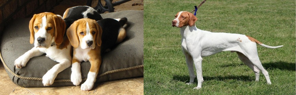 Braque Saint-Germain vs Beagle - Breed Comparison