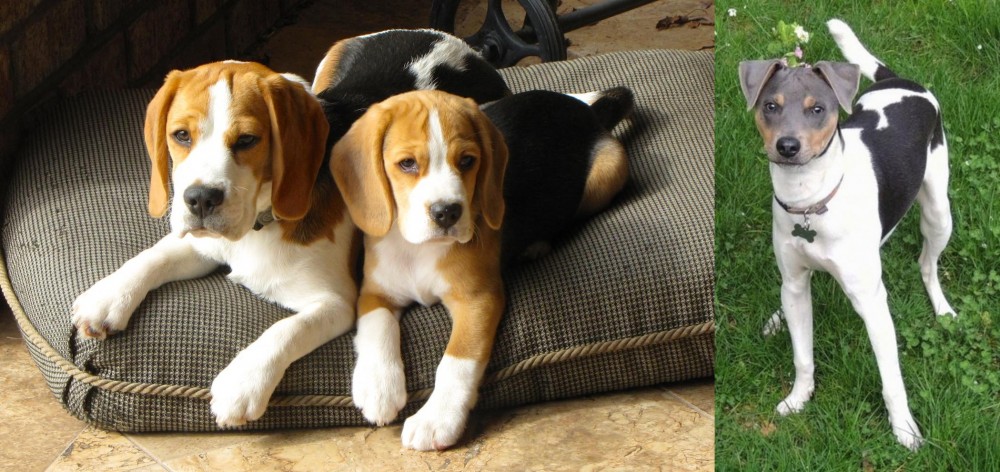Brazilian Terrier vs Beagle - Breed Comparison