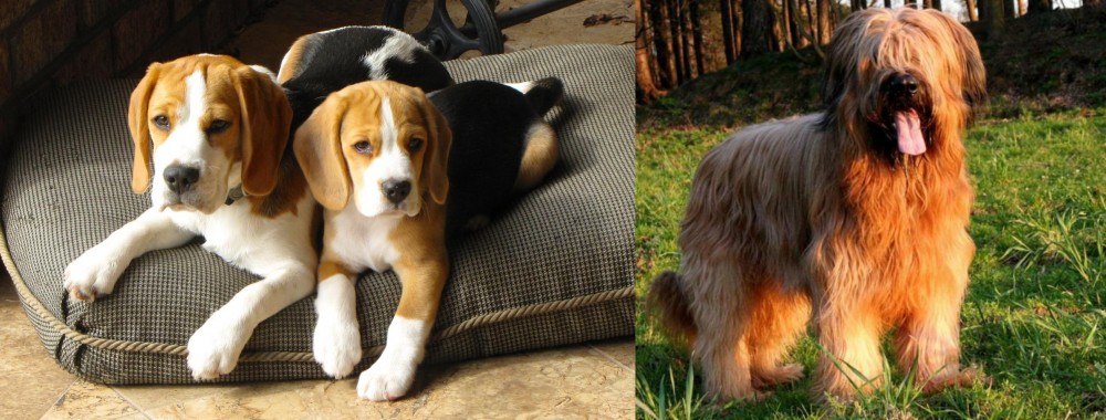 Briard vs Beagle - Breed Comparison