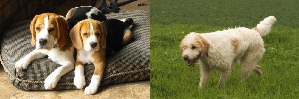 Briquet Griffon Vendeen vs Beagle - Breed Comparison