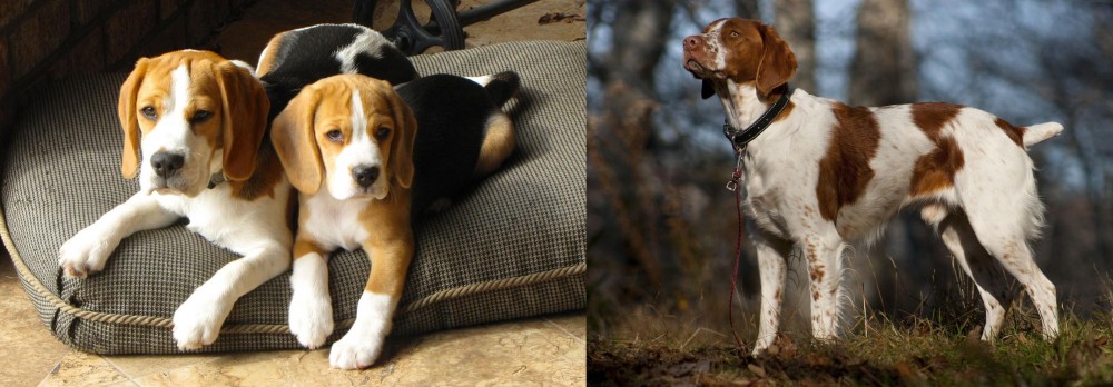 Brittany vs Beagle - Breed Comparison