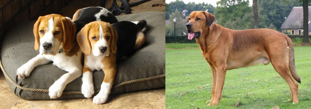 Broholmer vs Beagle - Breed Comparison