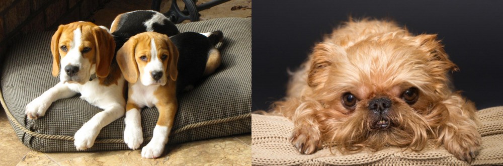 Brug vs Beagle - Breed Comparison