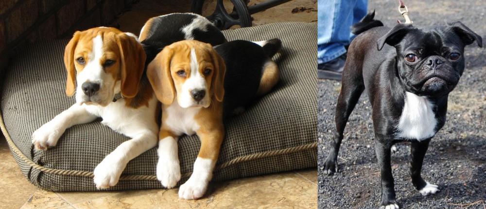 Bugg vs Beagle - Breed Comparison