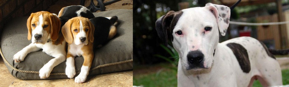 Bull Arab vs Beagle - Breed Comparison