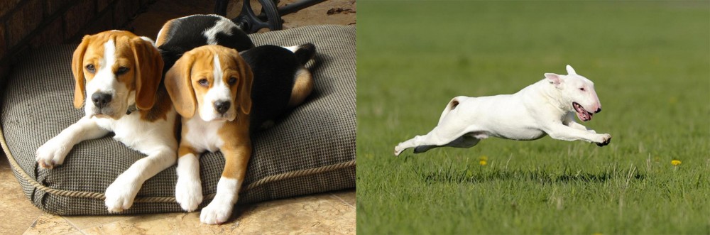 Bull Terrier vs Beagle - Breed Comparison