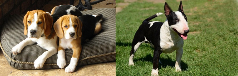 Bull Terrier Miniature vs Beagle - Breed Comparison