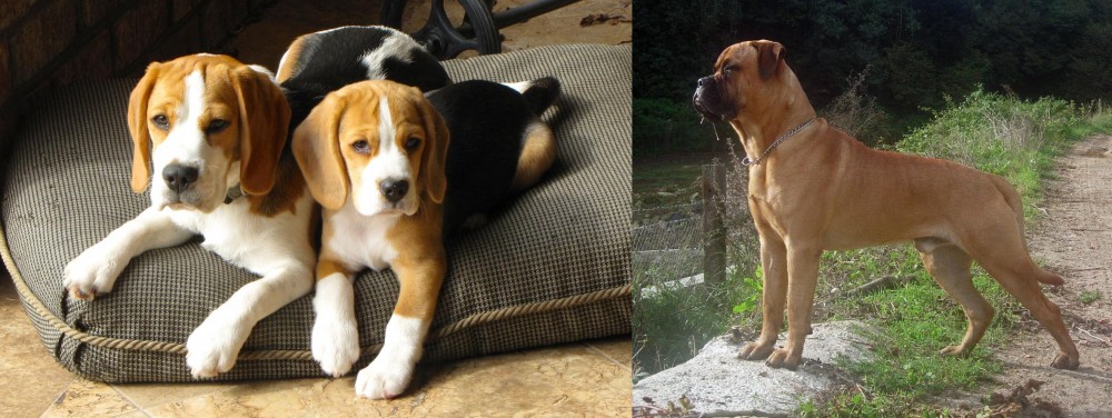 Bullmastiff vs Beagle - Breed Comparison