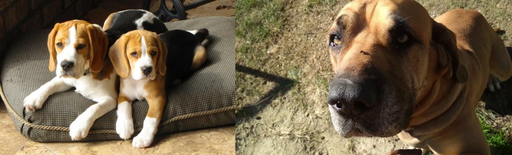 Cabecudo Boiadeiro vs Beagle - Breed Comparison