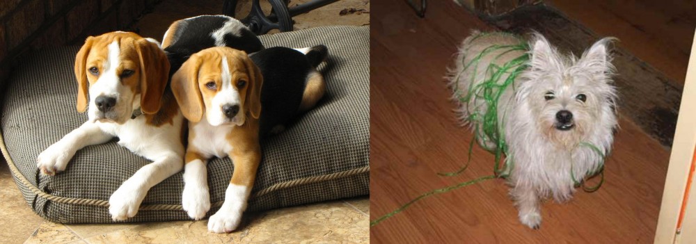 Cairland Terrier vs Beagle - Breed Comparison