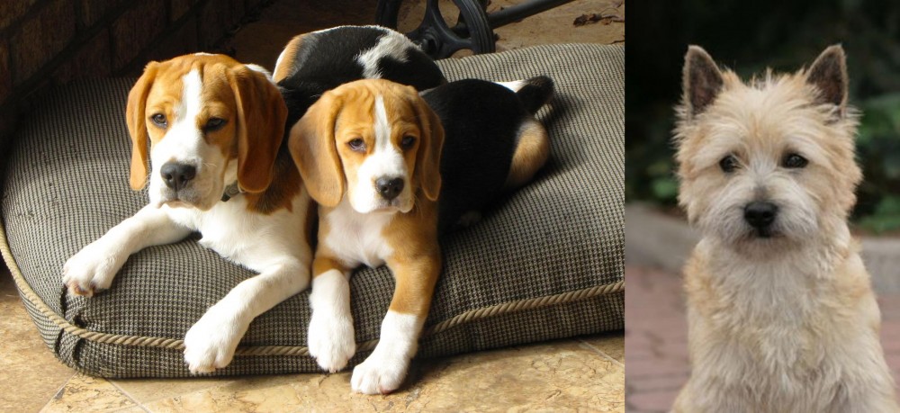 Cairn Terrier vs Beagle - Breed Comparison
